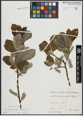 Foto von Salix appendiculata Vill. x Salix caprea L.